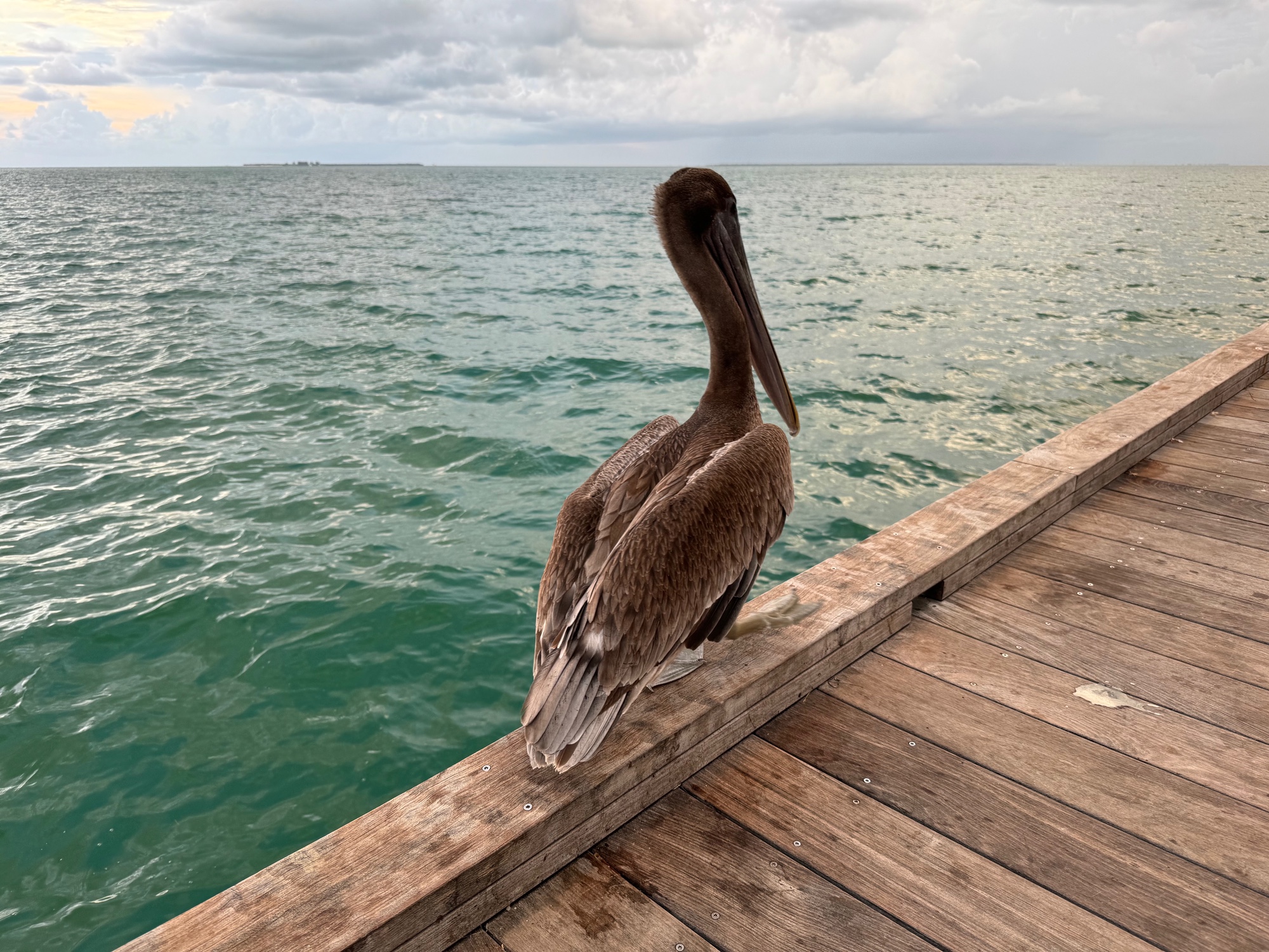Pelican on the dock